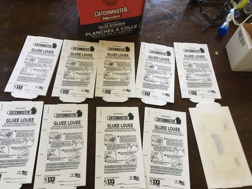 10x catchmaster gluee - catchmaster,